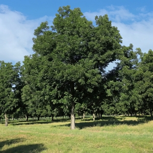 Native Pecan Tree